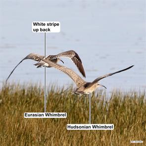 whimbrels.cantabria.spain.2018.01.12.delfin.gonzalez.ML626646894.jpg