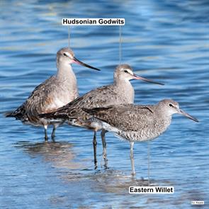 hudsonian.godwits.willet.i-778S8zK-X3.j.keyes.eawi.jpg