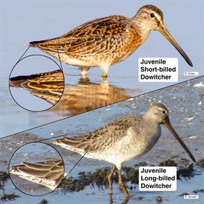 short-billed-long-billed.dowitchers.IMG_6402.lbdo.jpg