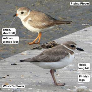 wilsons.plover.bolivar.2015.05.10.piping.plover.lee.fl.2025.02.28.susan.lamberts.IMG_8880.jpg