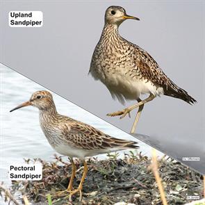upland.sandpiper.plymouth.pectoral.sandpiper.hornsby.DSCN0806.jpg