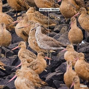 willet.marbled.godwits.grays.harbor.wa.2024.09.01.andrew.thomas.ML623396635.jpg