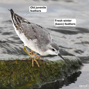wilsons.phalarope.toronto.ontario.2024.09.18.steven.mcclellan.ML623897536.jpg