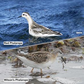 red.phalarope.saguenay.2025.09.18.wilsons.phalarope.winthrop.beach.2017.09.07.P1660159.jpg