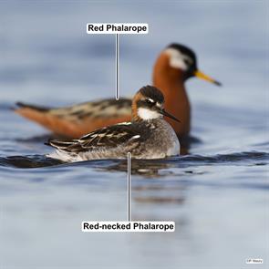 red-necked.phalarope.red.phalarope.nome.ak.2025.06.06.paul.maury.ML640745108.jpg
