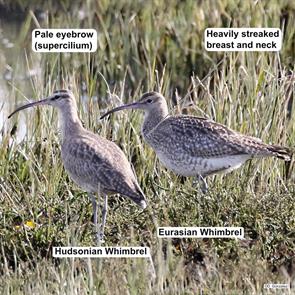 whimbrels.cantabria.spain.2018.01.12.delfin.gonzalez.ML626646883.jpg