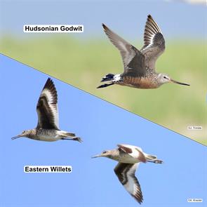 hudsonian.godwit.south.beach.j.trimble.2020.07.16.ML144166001.eastern.willets.lieutenent.island.a.kneidel.2019.07.19.jpg