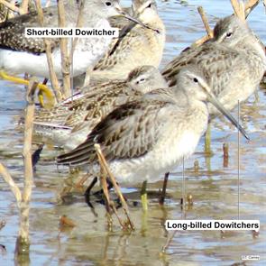 long-billed.dowitchers.short-billed.dowitchers.baltimore.2019.09.19.tim.caney.ML625024437.jpg
