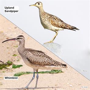 upland.sandpiper.plymouth.whimbrel.race.point.P2870457.jpg