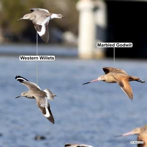 western.willets.marbled.godwit.malibou.lagoon.2021.11.26.peter bedrossian.ML397987781.wewi.jpg