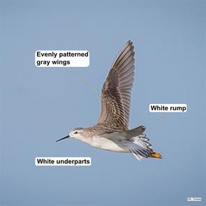 wilsons.phalarope.cochise.az.2024.08.16.nitin.chitale.ML627158753.jpg