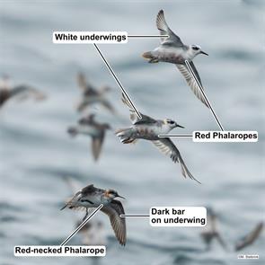 red-necked.phalarope.red.phalaropes.bay.of.fundy.2025.07.31.martin.stelbrink.ML639661980.jpg