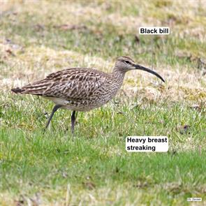 european.whimbrel.laugarvatn.iceland.2018.05.17.P1980973.jpg