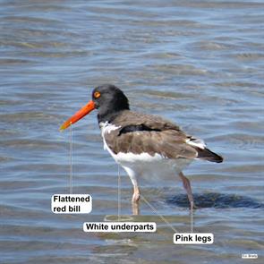 american.oystercatcher.south.padre.island.tx.2014.02.14.joyce.brady.jpg