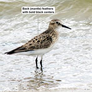 bairds.sandpiper.quivira.nwr.ks.2014.04.20.nick.valvel.ML626261270.jpg