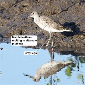 eastern.willet.bahia.brazil.2022.02.18.daniel.branch.ML424177371.jpg