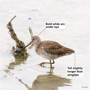 long-billed.dowitcher.santa.ana.2018.02.14.P1850701.jpg