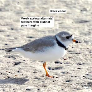 piping.plover.pinellas.fl.2024.03.30.shelley.rutkin.ML631614456.jpg