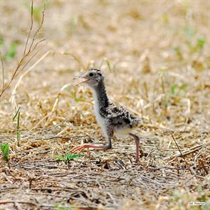 upland.sandpiper.garfield.ok.2017.07.14.mark.peterson.ML63831901.jpg