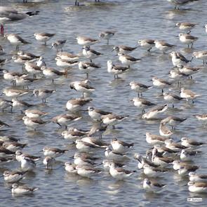 wilsons.phalaropes.santa.elena.ecuador.2015.01.30.francisco.sornoza.ML617485059.jpg