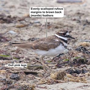 killdeer.winthrop.beach.2019.09.07.P2430231.jpg