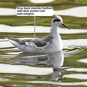red-necked.phalarope.sarawak.malaysia.2025.02.27.dave.bakewell.ML631846254.jpg