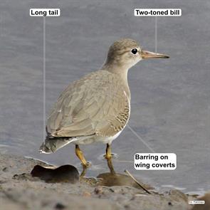 spotted.sandpiper.tyne.and.ware.england.uk.2018.10.21.jonathan.farooqi.ML432925141.jpg