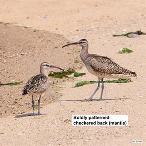 whimbrels.race.point.2021.08.27.P2870457.jpg