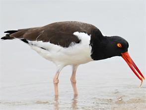 American Oystercatcher photographic ID guide
