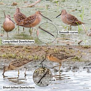 long-billed.dowitchers-short-billed.dowitchers.P1060974.ML351684701.jpg