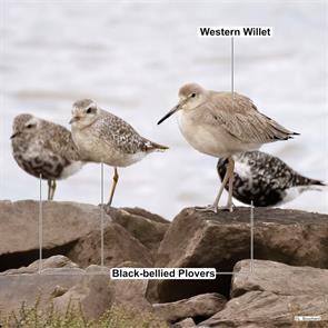 western.willet.black-bellied.plovers.kings.ns.2022.09.16.lyall.bouchard.ML484807811.wewi.jpg