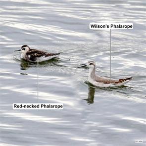 wilsons.phalarope.red-necked.phalarope.genesee.ny.2024.09.25.phil.mills.ML624181011.jpg