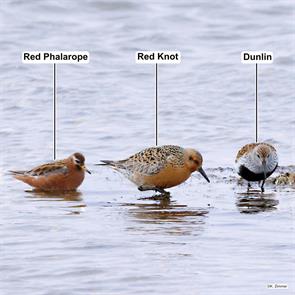 red.phalarope.dunlin.red.knot.nome.ak.2025.05.30.kevin.zimmer.ML638722952.jpg