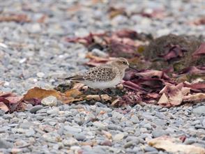 Baird’s Sandpiper photographic ID guide