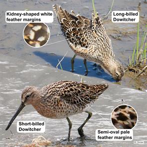long-billed.dowitcher.short-billed.dowitcher.P1070006-img_0224.jpg