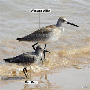 western.willet.red.knot.chicago.il.2018.08.28.simon.tolzmann.ML115838981.wewi.jpg