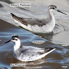 wilsons.phalarope.toronto.2024.09.18.steven.mcclellan.red.phalarope.payne.ok.2020.11.11.grace.huffman.jpg