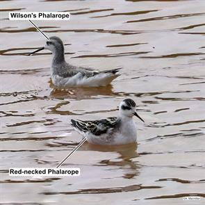 red-necked.phalarope.wilsons.phalarope.santa.cruz.ca.2025.09.02.arthur.macmillan.ML641365159.jpg