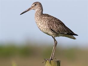 Eastern Willet photographic ID guide