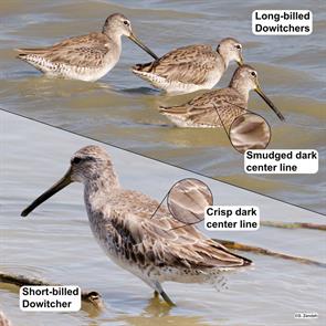long-billed.dowitchers-short-billed.dowitcher.P2990158-P1490488.jpg