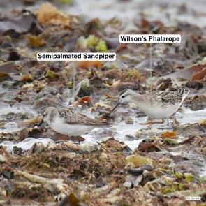 wilsons.phalarope.semipalmated.sandpiper.winthrop.beach.2017.08.07.P1650979.jpg