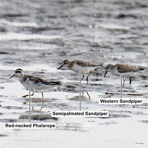 red-necked.phalarope.semipalmated.sandpiper.werstern.sandpiper.grant.wa.2025.08.25.steve.knapp.ML640844110.jpg
