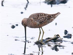 Long-billed Dowitcher photographic ID guide