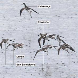 stilt.sandpipers.dunlin.dowitcher.brigantine.2023.04.27.P1040372.lbdo.jpg