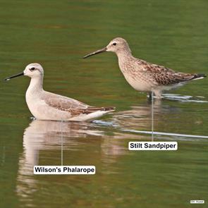 wilsons.phalarope.stilt.sandpiper.limpio.paraguay.2024.10.05.hatdee.huwell.ML624549557.jpg