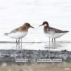 red-necked.phalarope.sanderling.brysna.is.poland.2025.06.02.zbigniew.kajzer.ML640621189.jpg