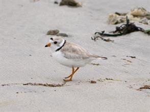 Piping Plover photographic ID guide