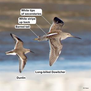 long-billed.dowitcher.dunlin.san.joaquin.ca.2024.11.04.rene.reyes.ML625862881.jpg