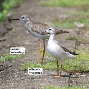 wilsons.phalarope.lesser.yellowlegs.sao.paolo.brazil.2024.10.17.miguel.podas.ML625092369.jpg