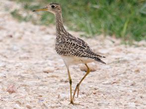 Upland Sandpiper photographic ID guide